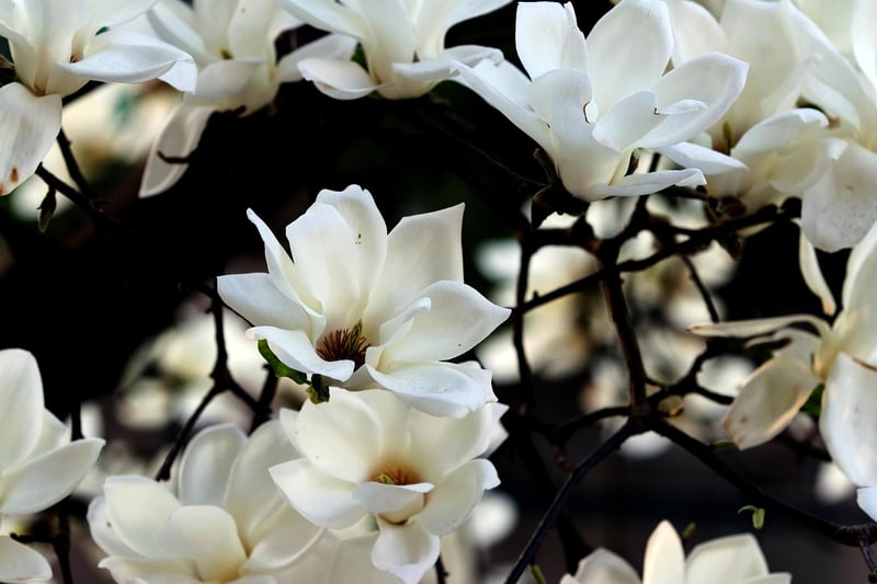 Botanical Elegance