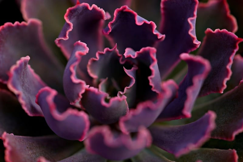 Living Plant Design